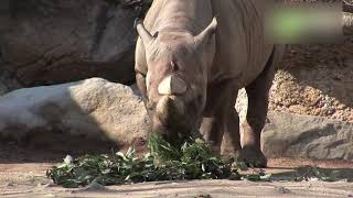 天王寺動物園 - 地域情報動画サイト　街ログ