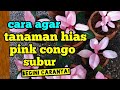 cara agar tanaman hias pink congo subur