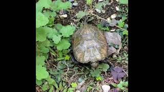 涼しくなりお花に見向きもしなくなりました。