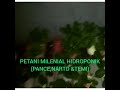 PETANI MILENIAL HIDROPONIK MANGGARAI MAKASSAR