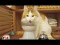 犬みたいに賢い猫メインクーン