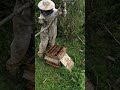 récupération d un essaim d abeilles