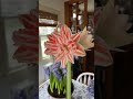 Does ‘Dancing Queen’ amaryllis look like imitation crab??? #amaryllis #gardening