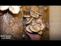 How Underground Farms Grow Mushrooms In Coffee Grounds | Business Insider