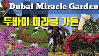 두바이 사는 주부☆ Go to Dubai Miracle Garden! 두바이 미라클 가든에 다녀왔어요~☆