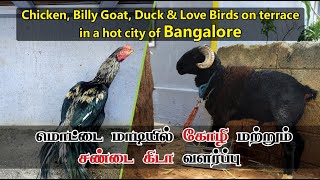 Goat rearing on terrace வீட்டு மாடியில் சண்டை கிடா வளர்ப்பு