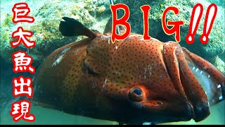 【魚突き】岩の中に巨大コクハンアラ！！BIG BLACKSADDLED CORALGROUPER