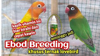 VITAMIN KHUSUS TERNAK LOVEBIRD  | AGAR CEPAT KAWIN