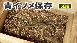 【餌の保存】釣りで余った青イソメを常温保存で放置して10日後の状態を4回に分けて検証しました-2回目