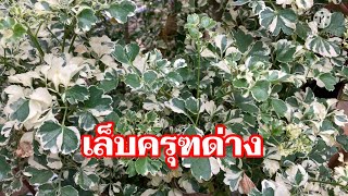 เล็บครุฑด่าง|ขยายพันธุ์เล็บครุฑอย่างง่าย|ไม้มงคลประดับบ้าน|MameawMixers