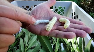 How to grow your own Edible Insects - Samia ricini - in a greenhouse