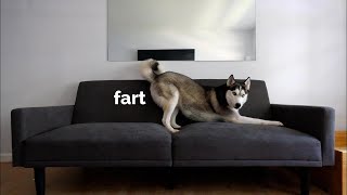 Dog reacts to new couch! SO FUNNY