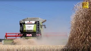 Raps dreschen im Hochsommer - Mähdrescher Claas Lexion 770 TT  big combine harvester German farmers