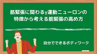 筋緊張に関わるγ運動ニューロンの特徴から考える筋緊張の高め方