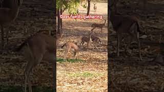 Deer family gathering enjoying beautiful weather #deer #deers #nature #lovelyanimals