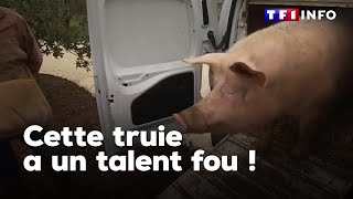 Une truie au talent fou !