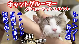 【キャットグルーマー講習】長毛猫の駆け込み寺！うちの子こんな色だった⁉️と飼い主を唸らせる仕上がり