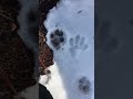 paw prints in the snow ᴥ︎*❄️*ᴥ︎ • therian therianthropy quadrobics antizoo theriangear