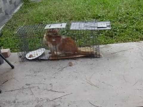 Feral Cat Trapping Feral Cat Trapping