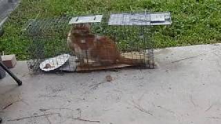 Feral Cat Trapping