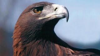 all Eagle العقاب ملك الطيور