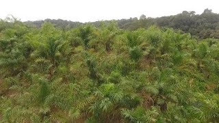 Cultivation of palm trees for the production of hearts of palm