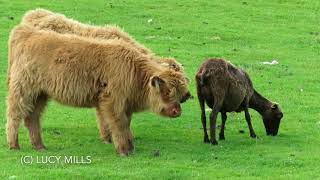 Curious Highland Calves