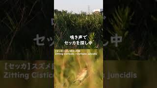 セッカの鳴き声♪多摩川の野鳥