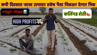 Watermelon farming टरबूज/कलिंगड शेती अगदी कमी दिवसात जास्त उत्पादन 🍉🍉