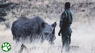 Orphaned rhino is reunited with the man who raised him