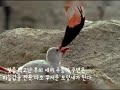 플라밍고 피딩 영상 flamingo s feeding 플라밍고 피 오해와 진실