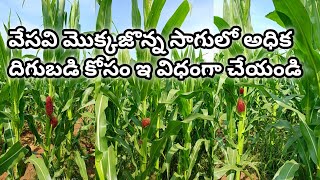 వేసవి మొక్కజొన్న 🌽సాగులో అధిక దిగుబడి కోసం ఇ విధంగా చేయండి 🌽🌽🌽🌽🌽 / maize cultivation in Telugu 🌽🌽