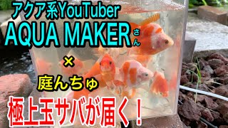 AQUA MAKERさん×庭んちゅ 完璧な梱包で350キロ以上の長距離輸送を経て極上の玉サバが届く！【前編】