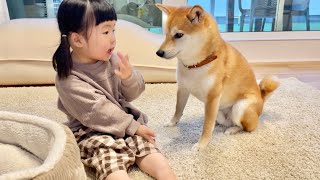 Encourage Shiba Inu who is not good at injection