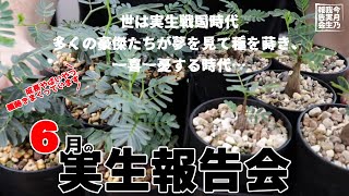 【多肉植物/塊根植物】#210 - 6月の見て欲しい我が家の実生経過報告回【毎月更新】