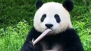 Panda eating bamboo and carrot ASMR (3 hours)