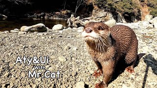 Otters swim even in the mid of winter. [Otter life Day 672]