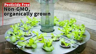 Butterhead Lettuce Hydroponics Timelapse | Aquatree Garden