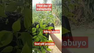 ano ang tamang laki ng siling labuyo seedling for transplant