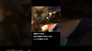 「爪切り出来たよ!」と見せてくれるかわいい子猫 #保護猫 #野良猫