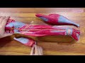 leg ospe model 3d anatomy of leg muscles nerves vessels anatomy