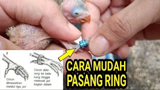 CARA MUDAH MEMASANG RING PADA ANAKAN LOVEBIRD