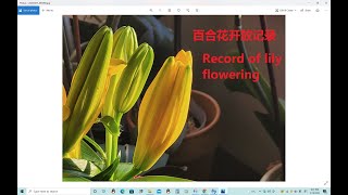 真奇妙！ 为什么百合花的花药会自调位置？Amazing! Why can anthers of lily position themselves? How about other plants?