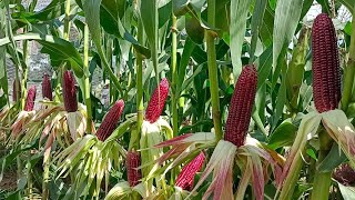 Growing Ruby Queen Corn at Home, Easy For Beginners