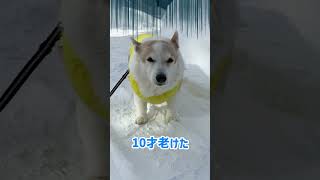 10歳老けたコーギー