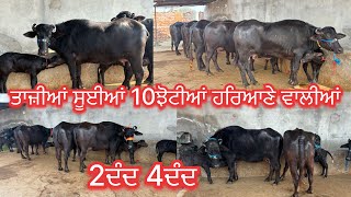 January 29, 2025 📞 +91 97797 14340☎️ #ਤਾਜੀਆ_ਸੂਈਆ #topquality #murrhabuffalo #sale in #amritsarpunjab