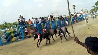 Keelathaniyam jallikattu(6)