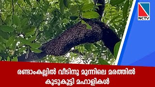 രണ്ടാംകല്ലില്‍ വീടിനു മുന്നിലെ മരത്തില്‍ കൂടുകൂട്ടി മഹാളികള്‍