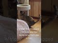 Watch This 3-Legged Cat Dominate Her Scratching Post Like a Pro!