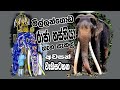 Millangoda Elephant මිල්ලන්ගොඩ රාජා ගැන අවසන් වැඩසටහන #millangoda #eliphent#Millangoda Raja